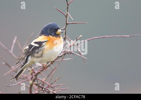 Larrabetzu, Bizkaia/Spanien; März 09, 2020. Rainny Day im Feld. Ein Brambling (Fringilla montifringilla) in einem Schwarzdorn (Prunus spinosa) gewinnt Stockfoto