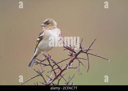 Larrabetzu, Bizkaia/Spanien; März 09, 2020. Rainny Day im Feld. Gewöhnliches Chaffinch (Fringilla-Koelebs) in einem Schwarzdornstrauch (Prunus spinosa) in Winte Stockfoto