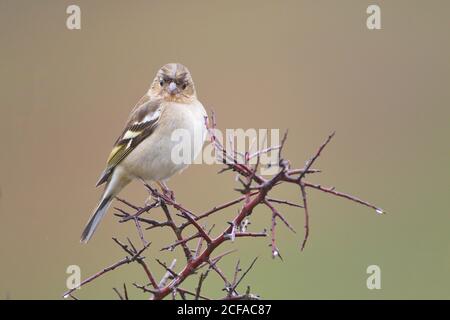 Larrabetzu, Bizkaia/Spanien; März 09, 2020. Rainny Day im Feld. Gewöhnliches Chaffinch (Fringilla-Koelebs) in einem Schwarzdornstrauch (Prunus spinosa) in Winte Stockfoto