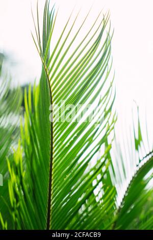 Grün wachsende Palmblätter Stockfoto