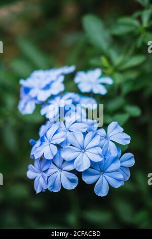 Nahaufnahme von hellblauen Plumbago-Blumen, die im Garten des Qingxiu-Berges, Nanning, China, auf dem Busch wachsen Stockfoto