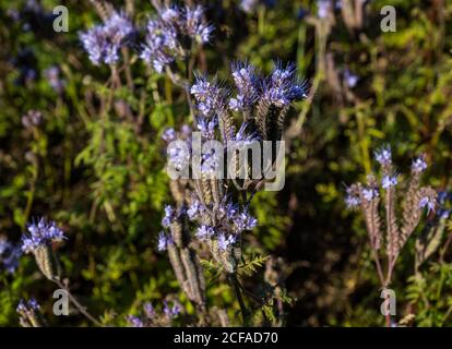 Nahaufnahme von Purple Tansy (Lacy Phacella oder Phacelia tanacetifolia) als Bestäuber Attractor, East Lothian, Schottland, UK Stockfoto