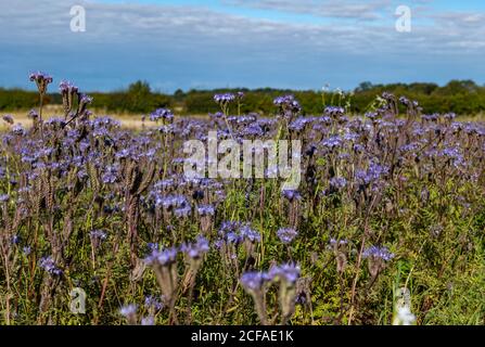 Purple Tansy (lacy Phacella oder Phacelia tanacetifolia) wächst am Rand des Getreidefeldes als Bestäuber Attractor verwendet, East Lothian, Schottland, Großbritannien Stockfoto