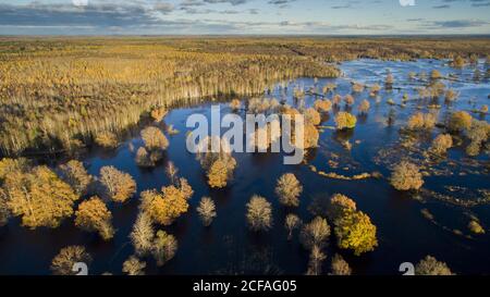 Herbstfärbung Wald und Flutpalin Stockfoto