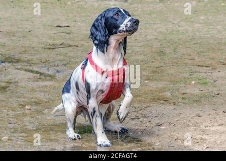 English Springer Spaniel im roten Hundegeschirr tropfnass sitzt auf nassem Sand mit Kopf nach oben und angehobener Vorderpfote in Erwartung. Stockfoto