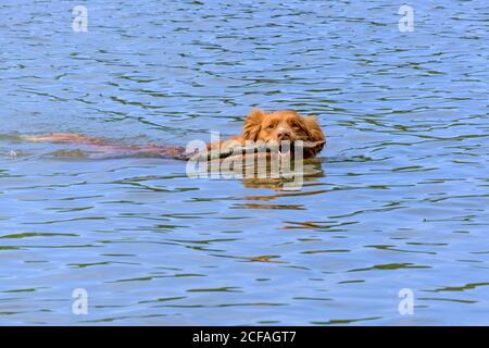 Golden Retriever Hund schwimmend im Wasser mit einem Stock im Mund. Dog Beach, Ruislip Lido, Hillingdon, Northwest London. Stockfoto