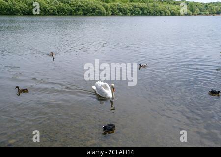 Ein stummer Schwan, Blässhühner, männliche und weibliche Stockenten schwimmen im Ruislip Lido Reservoir, einem 60 Hektar großen See, Ruislip Hillingdon, North West London, England, Großbritannien. Stockfoto