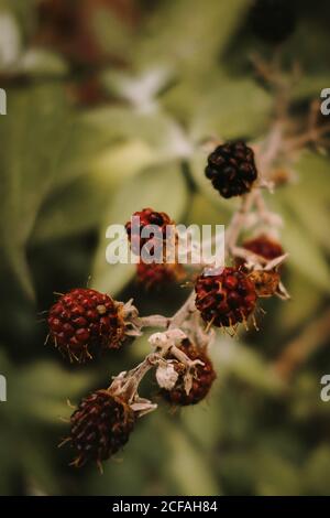 Wild essbare reife und unreife Brombeeren mit verwelkelten Blüten buschzweig vor verschwommenem Hintergrund aus grünen und orangen Blättern Im Herbst Stockfoto