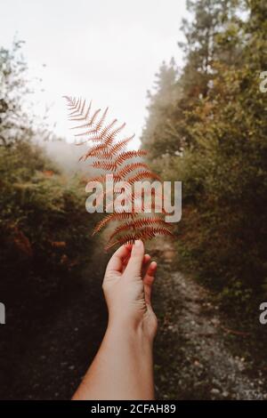 Crop unkenntlich Person Hand hält verwelkt orange riesigen Blatt Farne auf dem Hintergrund der Spur unter grauem Himmel in neblig Herbst dichten Wald während des Tages Stockfoto