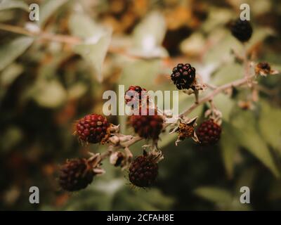 Wild essbare reife und unreife Brombeeren mit verwelkelten Blüten buschzweig vor verschwommenem Hintergrund aus grünen und orangen Blättern Im Herbst Stockfoto