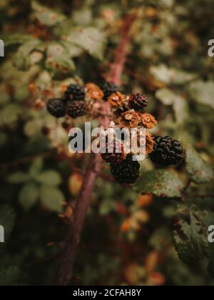 Wild frisch essbare reife und unreife Brombeeren mit braun verwelkt Blumen auf Strauchzweig vor verschwommenem Hintergrund von getupftem Grün Und orange Blätter im Herbst Stockfoto