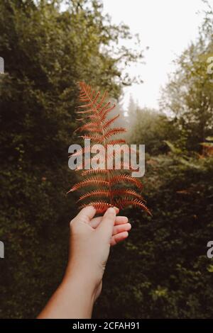 Crop unkenntlich Person Hand hält verwelkt orange riesigen Blatt Farne auf dem Hintergrund der Spur unter grauem Himmel in neblig Herbst dichten Wald während des Tages Stockfoto