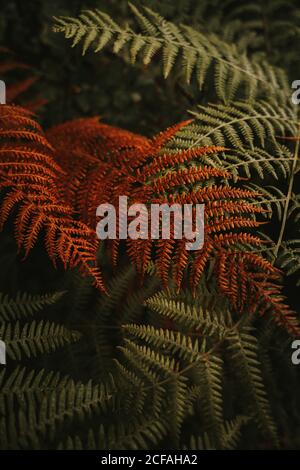 Wild frisch grün und verwelkt orange riesige Blätter auf Stielen Von üppigen Farnen in dichten Wald während Herbst sonnigen Tag Stockfoto