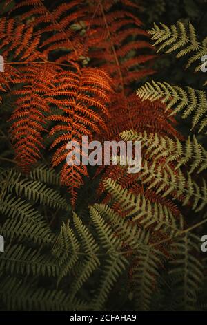 Wild frisch grün und verwelkt orange riesige Blätter auf Stielen Von üppigen Farnen in dichten Wald während Herbst sonnigen Tag Stockfoto