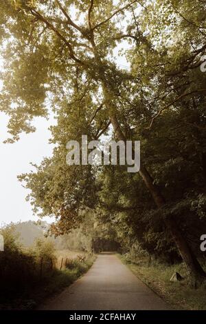 Leere Asphaltstraße zwischen dichtem Laubwald und Grün Vernachlässigtes Feld und Verschwinden um Biegung tagsüber im Herbst Stockfoto