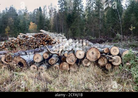 Die Abtrennung der Herbstwälder und der Haufen der Espenstämme (im Hintergrund der Birkenstapel der Stämme). Forstwirtschaft im europäischen Nordmischwald Stockfoto