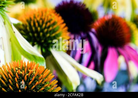 Braunschweig, Deutschland. September 2020. Die stacheligen Blütenstände der purpurnen Blütenblume (Echinacea purpurea) erstrahlen in lebendigen Farben. Quelle: Stefan Jaitner/dpa/Alamy Live News Stockfoto