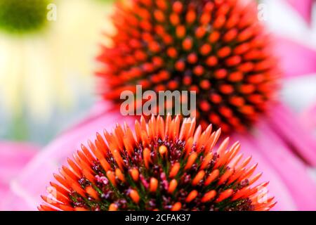 Braunschweig, Deutschland. September 2020. Die stacheligen Blütenstände der purpurnen Blütenblume (Echinacea purpurea) erstrahlen in lebendigen Farben. Quelle: Stefan Jaitner/dpa/Alamy Live News Stockfoto