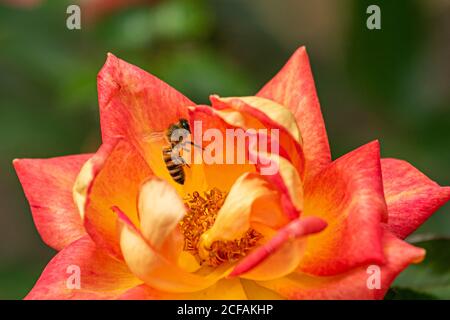 WIMBLEDON LONDON, GROSSBRITANNIEN. September 2020. Eine Biene, die Nektar aus einer Rosenblüte sammelt. Kredit: amer ghazzal/Alamy Live Nachrichten Stockfoto