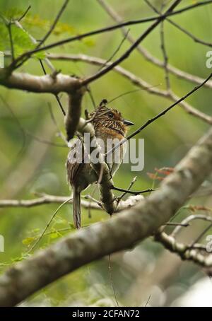 Großer Halbmondtaucher (Malacoptila striata) Erwachsener auf Zweig REGUA, Atlantischer Regenwald, Brasilien Juli Stockfoto