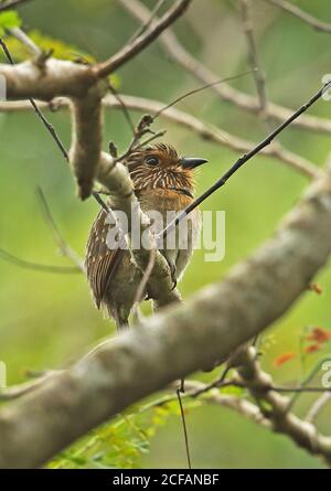 Großer Halbmondtaucher (Malacoptila striata) Erwachsener auf Zweig REGUA, Atlantischer Regenwald, Brasilien Juli Stockfoto