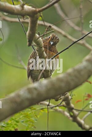 Großer Halbmondtaucher (Malacoptila striata) Erwachsener auf Zweig REGUA, Atlantischer Regenwald, Brasilien Juli Stockfoto