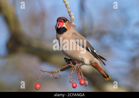 Böhmischer Wachsflügel (Bombycilla garrulus) Im Winter in Eberesche gelegen und mit roten Beeren verzehrt Stockfoto