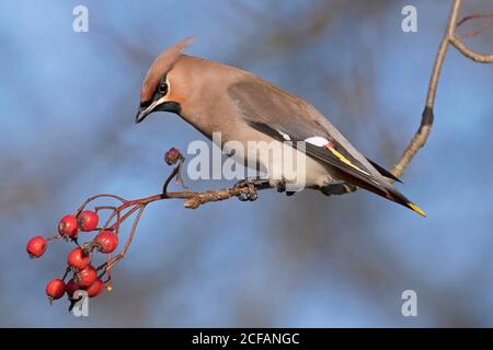 Böhmischer Wachsflügel (Bombycilla garrulus) Im Winter in Eberesche gelegen und mit roten Beeren verzehrt Stockfoto