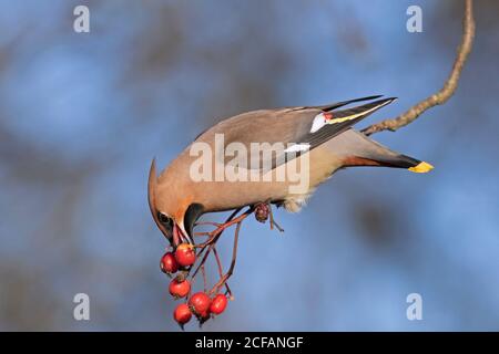 Böhmischer Wachsflügel (Bombycilla garrulus) Im Winter in Eberesche gelegen und mit roten Beeren verzehrt Stockfoto