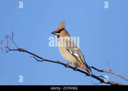 Wandernder böhmischer Wachsflügel (Bombycilla garrulus) Im Winter in Vogelbeerbaum vor blauem Himmel gelegen Stockfoto