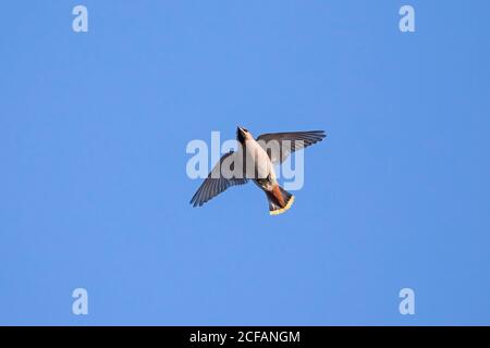 Wandernder böhmischer Wachsflügel (Bombycilla garrulus) im Flug gegen blauen Himmel Stockfoto