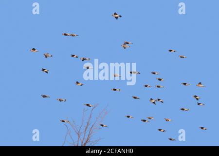 Wandernde böhmische Wachsflügel (Bombycilla garrulus) Wachshaufel im Flug gegen blauen Himmel Stockfoto