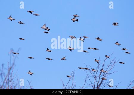 Wandernde böhmische Wachsflügel (Bombycilla garrulus) Wachshaufel im Flug gegen blauen Himmel Stockfoto