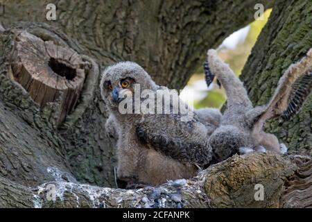 Eurasische Adlereule / Europäische Adlereule (Bubo bubo) Drei Küken im Inneren nisten in Eiche im Wald Feder Stockfoto