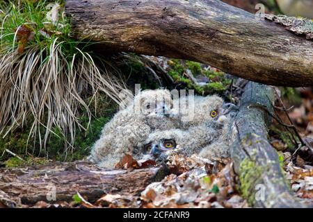 Eurasische Adlereule / Europäische Adlereule (Bubo bubo) Drei Küken brüten auf dem Boden unter einem umgestürzten Baum Stamm im Wald im Frühjahr Stockfoto