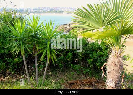 Chamaerops humilis Europäische Fächerpalme und Yucca Gloriosa mit dem Sardinero-Strandgebiet in der Ferne Santander Cantabria Spanien Stockfoto