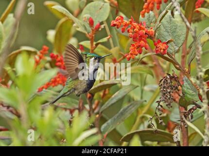 Grün-gekrönter Plovercrest (Stephanoxis lalandi) Erwachsene männliche Fütterung auf Blume Pico de Caledonia, Atlantic Rainforest, Brasilien Juni Stockfoto