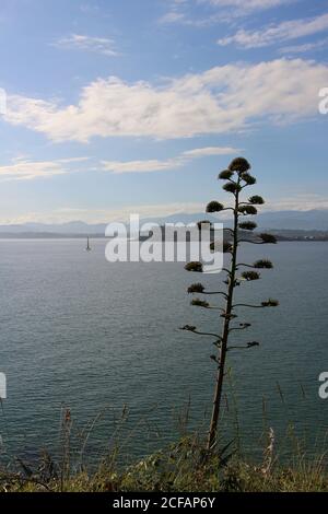 Agave americana Pflanze in voller Blüte mit einer Küstenlandschaft hinter Santander Cantabria Spanien Magdalena Palace Windturbine Stockfoto