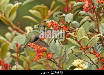 Grün-gekrönter Plovercrest (Stephanoxis lalandi) Erwachsene männliche Fütterung auf Blume Pico de Caledonia, Atlantic Rainforest, Brasilien Juni Stockfoto