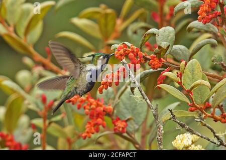 Grün-gekrönter Plovercrest (Stephanoxis lalandi) Erwachsene männliche Fütterung auf Blume Pico de Caledonia, Atlantic Rainforest, Brasilien Juni Stockfoto