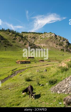 Herrliche Landschaft von felsigem Gelände mit grünem Gras und Kühen Im Sommer auf der Wiese weiden Stockfoto