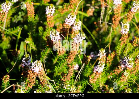 Wilder Lupinus arbustus Longspur Lupinus blüht an der Küste Buschland in der Nähe von Santander Kantabrien Spanien Stockfoto