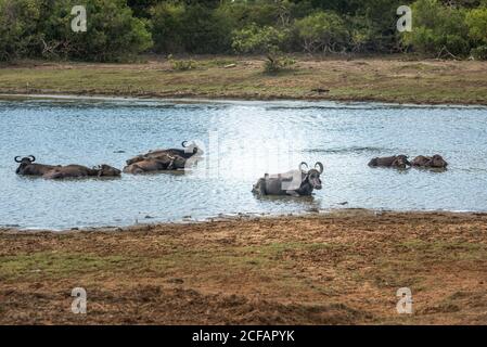 Herde von Wasserbüffeln, die in erfrischendem, ruhigem Wasser ruhen Fluss in natürlichen Lebensraum von Sri Lanka Stockfoto