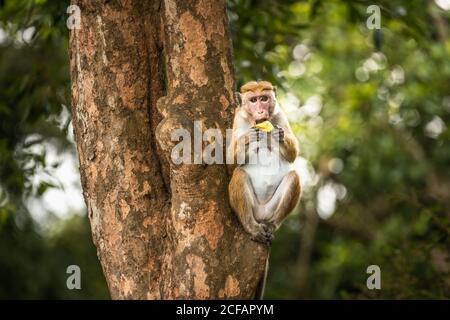 Cute toque Macaque mit Stück Obst auf Stamm von Tropischer Baum in Tissamaharama in Sri Lanka Stockfoto