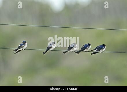 Graureiher Martin (Progne chalybea macrorhamphus) fünf Erwachsene ruhen auf der Hochspannungsfreileitung Capo Frio, Brasilien Juli Stockfoto