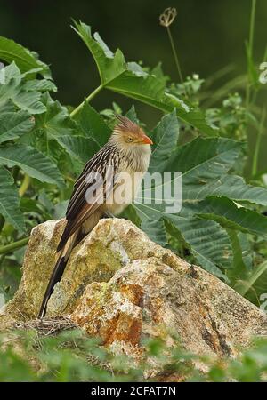 GUIRA Kuckuck (Guira guira) Erwachsener auf Felsen REGUA, Atlantischer Regenwald, Brasilien Juli Stockfoto