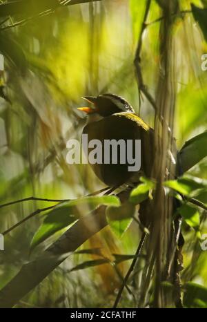 Half-colared Sparrow (Arremon semitorquatus) Erwachsene Gesang aus dichten Abdeckung Atlantischer Regenwald, Brasilien Juni Stockfoto