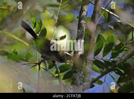 Halb-colared Sparrow (Arremon semitorquatus) Erwachsene thront in dichten Abdeckung Atlantischen Regenwald, Brasilien Juni Stockfoto