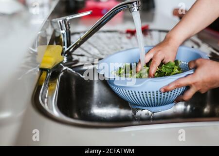 Die Hände des anonymen Kindes, das die frischen Kräuter im Sieb unter wäscht Sauberes Wasser während der Salatbereitung in der Küche Stockfoto