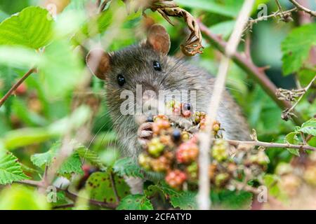 Eine braune Ratte (Rattus norvegicus) Fütterung der Beeren einer wilden Brombeere (Rubus) Stockfoto